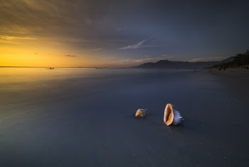 Two Seashells on Seashore