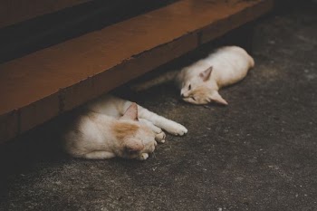 two short-fur orange cats lying on gray surface