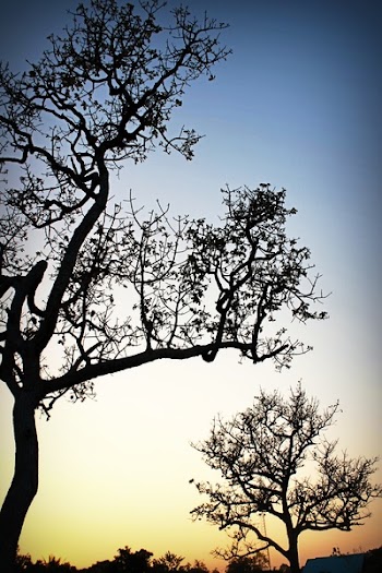 Two Silhouettes of Trees during Golden Hour