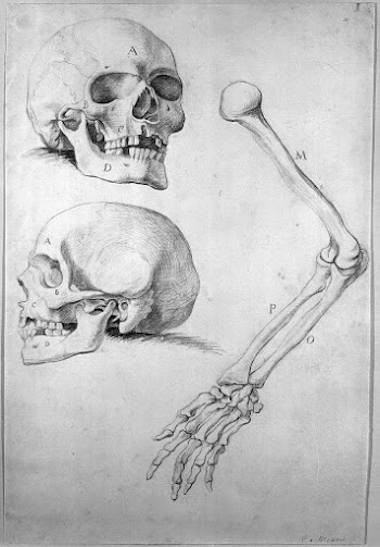 Two skulls and an arm. | Free Photo - rawpixel