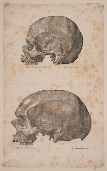Two skulls by Andreas Christian | Free Photo - rawpixel