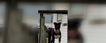 Two Springfield dogs shot and killed in 30 days, officers explain ...