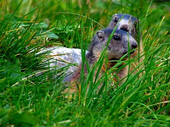 Two Squirrels on Grass Field