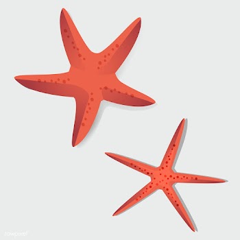Two starfish | Free stock vector - 390732