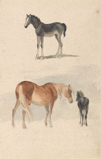Two Studies: a Foal, and | Free Photo - rawpixel