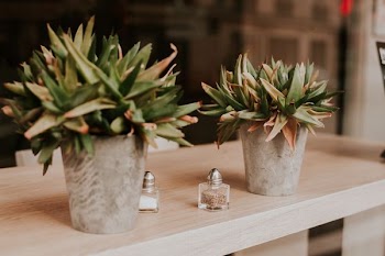 two succulent plants on table