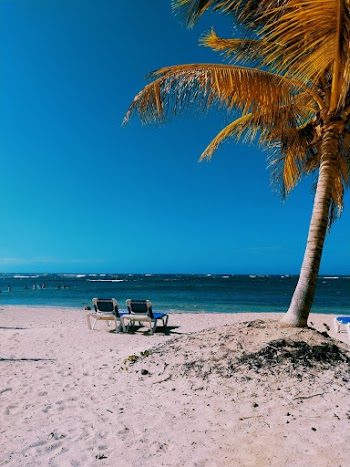 Two Sunlounger Chairs Beside Coconut Tree