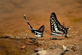 Two Swallowtail Butterfly o\On Brown Soil