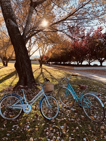 Two Teal Bicycles Near A Tree