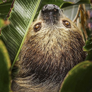 Two-toed Sloth (2018) by Stan | Free Photo - rawpixel