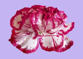 Two-tone carnation, pink and white | Free Photo - rawpixel