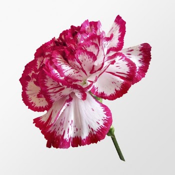 Two-tone carnation, white and pink | Free PSD - rawpixel