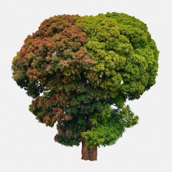 Two-toned tree, nature background | Free Photo - rawpixel