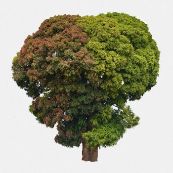Two-toned tree psd, white background | Free PSD - rawpixel