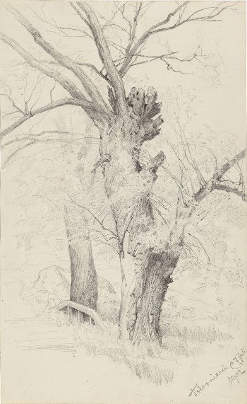 Two tree trunks, 1902 | Free Photo - rawpixel