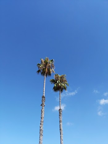 Two Trees