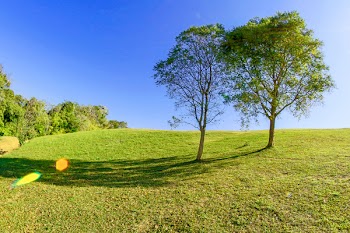 Two Trees Side by Side