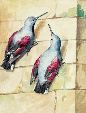 Two wallcreepers (ca. 1720&ndash;1792)… | Free public domain illustration