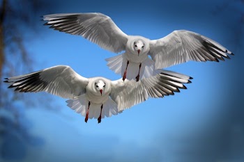 Two White and Black Bird Flying during Daytime