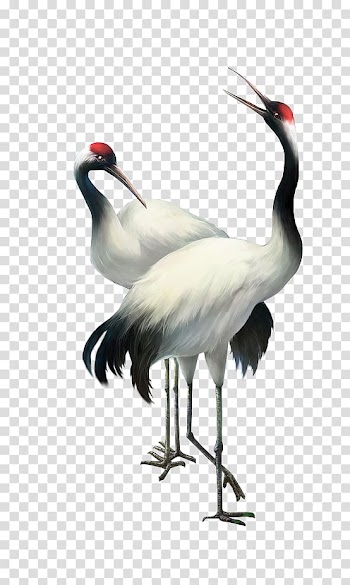 Two white-and-black birds illustration, Bailu Red-crowned crane, Crane transparent background PNG clipart