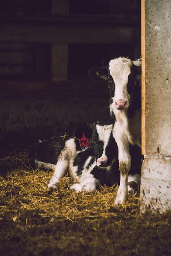 Two White-and-black Cows Inside Shed