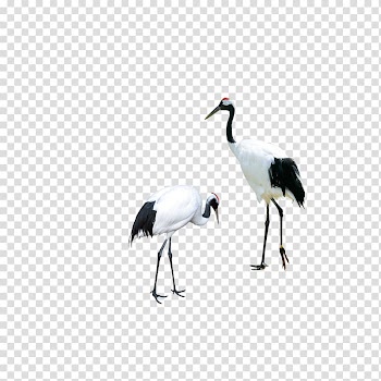 Two white-and-black cranes, Red-crowned crane Bird Siberian crane, white crane transparent background PNG clipart