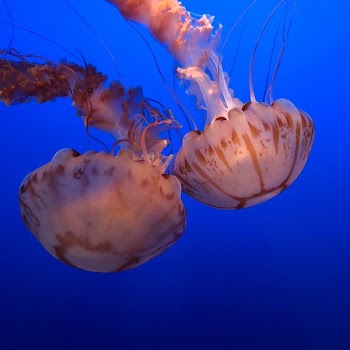 two white and brown jellyfishes