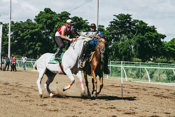 Two White and Brown Running Horses