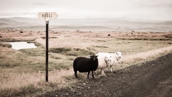 two white and one black lambs beside road