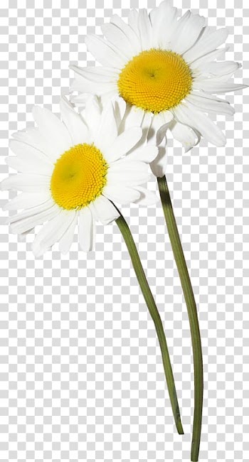 Two white-and-yellow daisy flowers, Common daisy German chamomile Flower , Floral design Creative floral watercolor transparent background PNG clipart