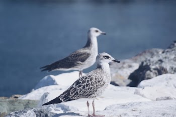 Two White Birds 