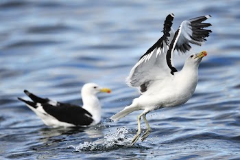 Two White Birds on Body of Water