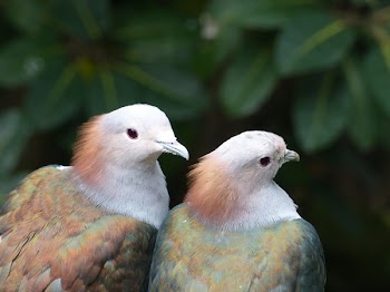 Two White-brown-and-green Birds Selective Focus Photography