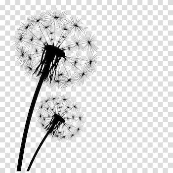 Two white dandelions illustration, Dandelion , Black dandelion transparent background PNG clipart