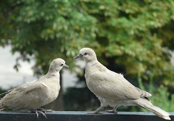 Two White Doves on Metal Fence