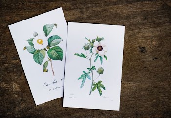 two white flowers illustrations
