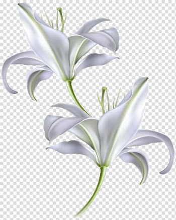 Two white flowers , Skin Sunscreen Moisturizer Facial Anti-aging cream, hand-painted white lily transparent background PNG clipart