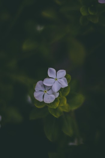 Two White Periwinkle Flower in Bloom at Daytime