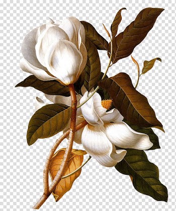 Two white petaled flowers illustration, AllPosters.com Printmaking Canvas print Art.com, Flowers floral patterns psd material,Flowers transparent background PNG clipart