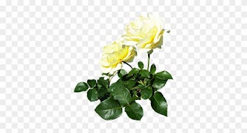 Two White Roses With Leaves - White Rose Candle Png