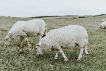 Two White Sheep Eating Grass during Day