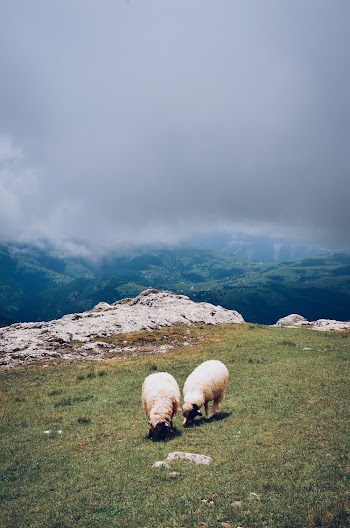Two White Sheep on Grass Field