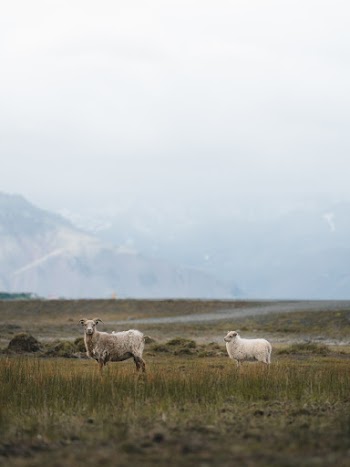 Two White Sheep On Green Grass