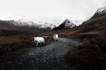 two white sheeps walking near snow-capped mountains
