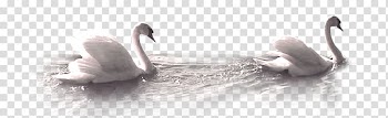 Two white swan floating on water, Mute swan Mooncake Duck, White Swan transparent background PNG clipart