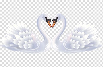 Two white swans kissing illustration, Bird Black swan , White Swan transparent background PNG clipart