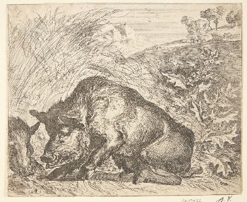 Two wild boars | Free Photo - rawpixel