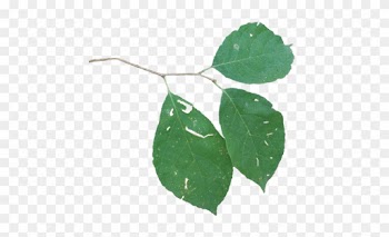 Two Winged Silverbell Leaf