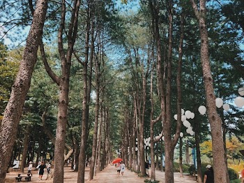 Two Women Walking Between Tree Tunnel