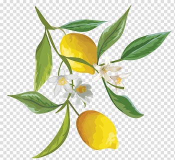 Two yellow lemon fruits , Lemon Fruit Watercolor painting, orange tree transparent background PNG clipart